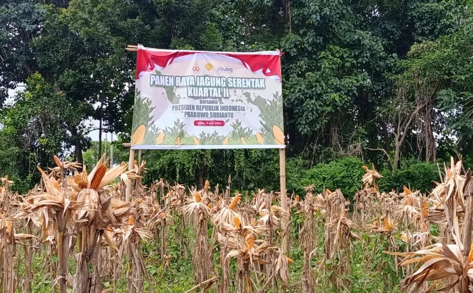 Panen Raya Jagung Serentak Kuartal II : Bersama Presiden Republik Indonesia Prabowo Subianto