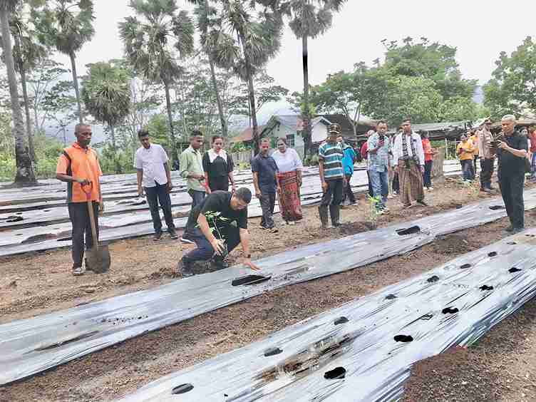 Masyarakat Desa Waiara Gembira, BUMDes Maju Makmur Gelar Launching Budidaya Pepaya California dan Cabai Rawit